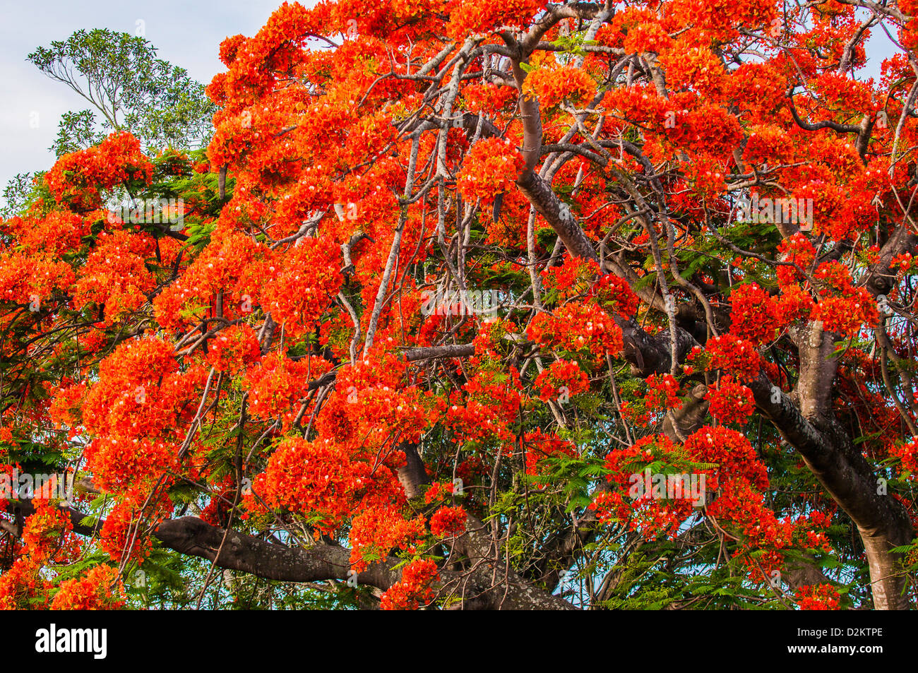 Royal Poinciana tree in bloom, Brisbane, Queensland, Australia Stock