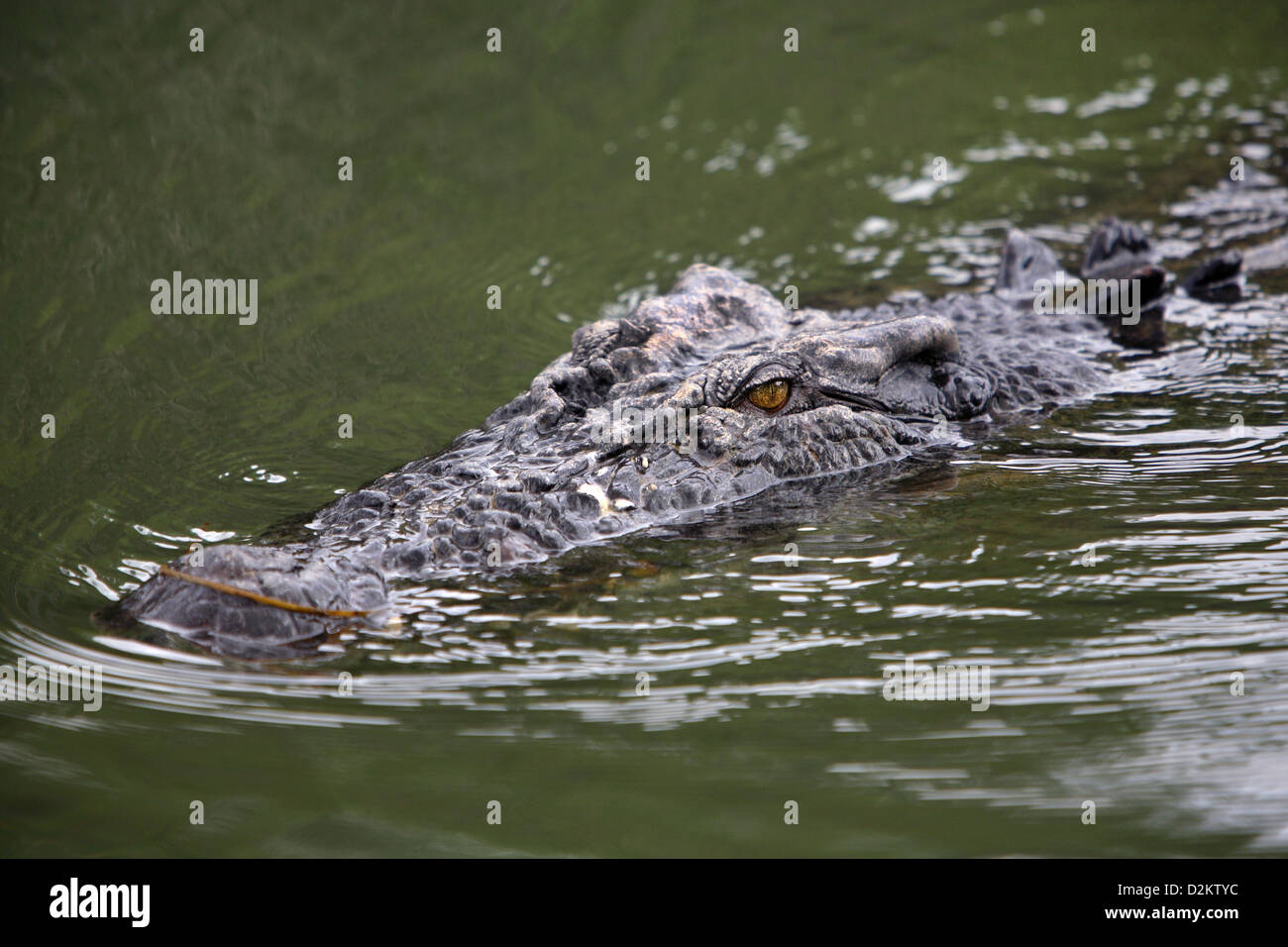 Saltwater Crocodile (Crocodylus porosus). Yellow Water billabong, Kakadu National Park, Northern Territory, Australia. Stock Photo