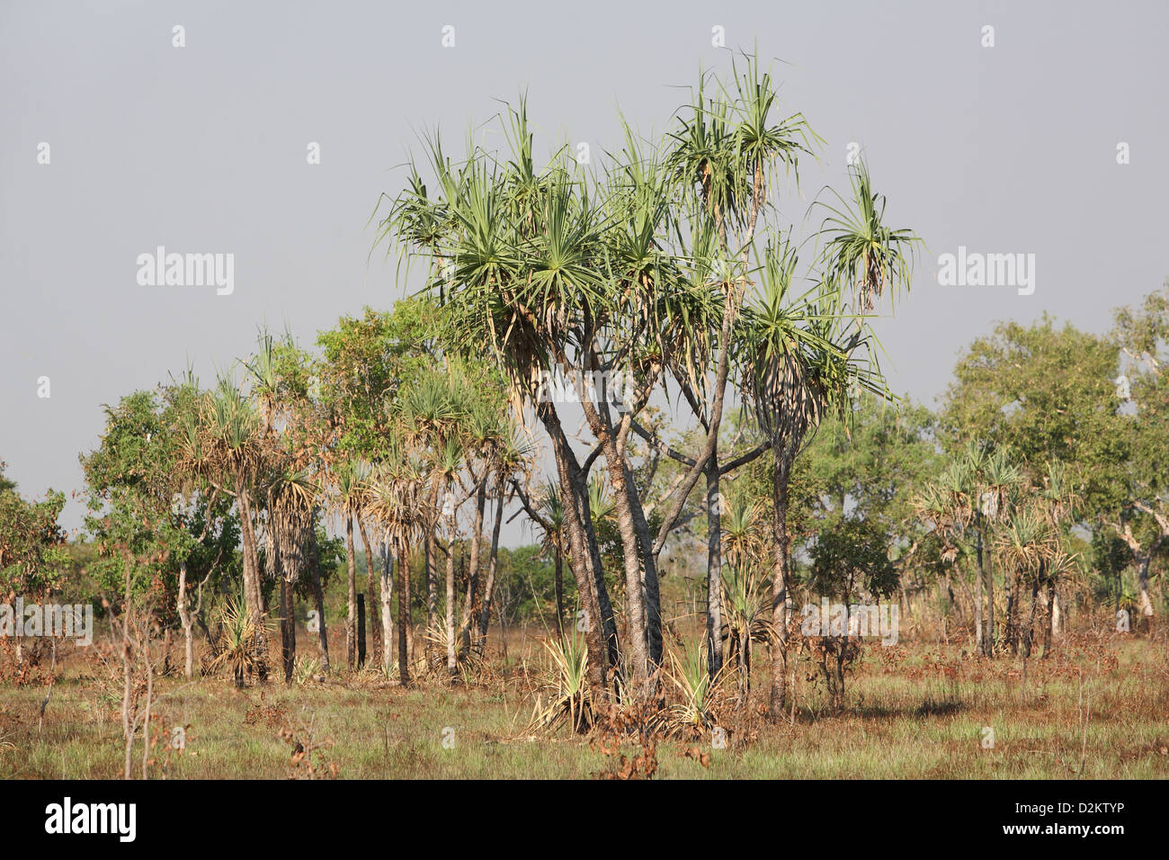 Screw palm trees (Pandanus spiralis). Kakadu National Park, Northern