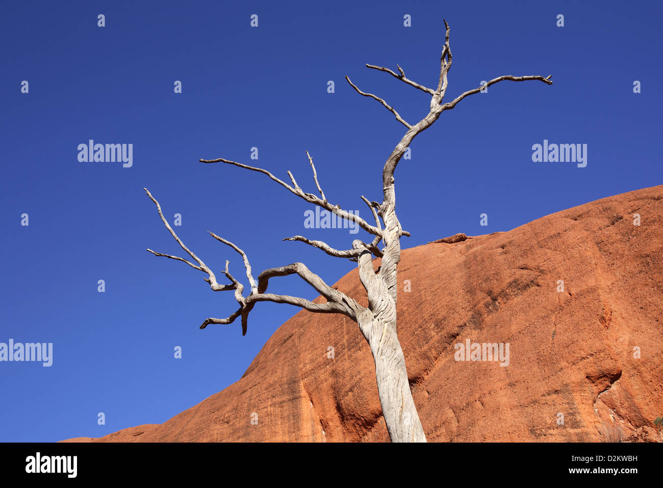 Dead tree at Uluru (Ayers Rock), Central Australia. Stock Photo