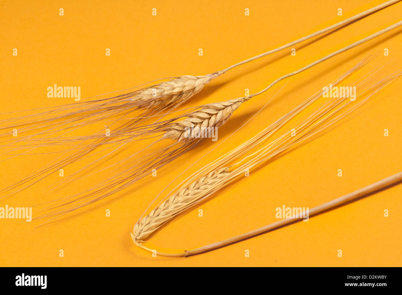 Ears of wheat (Triticum spp.) Stock Photo