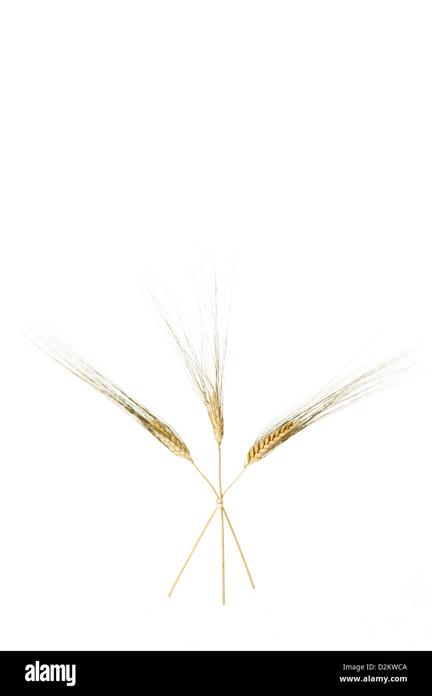 Ears of wheat (Triticum spp.) cultivar Senatore Cappelli Stock Photo