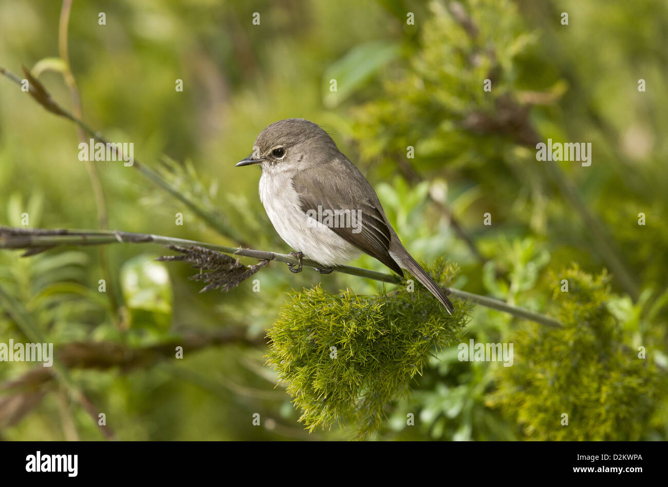 African Dusky Flycatcher (Muscicapa adusta) perched on tree, Cape Town, South Africa Stock Photo