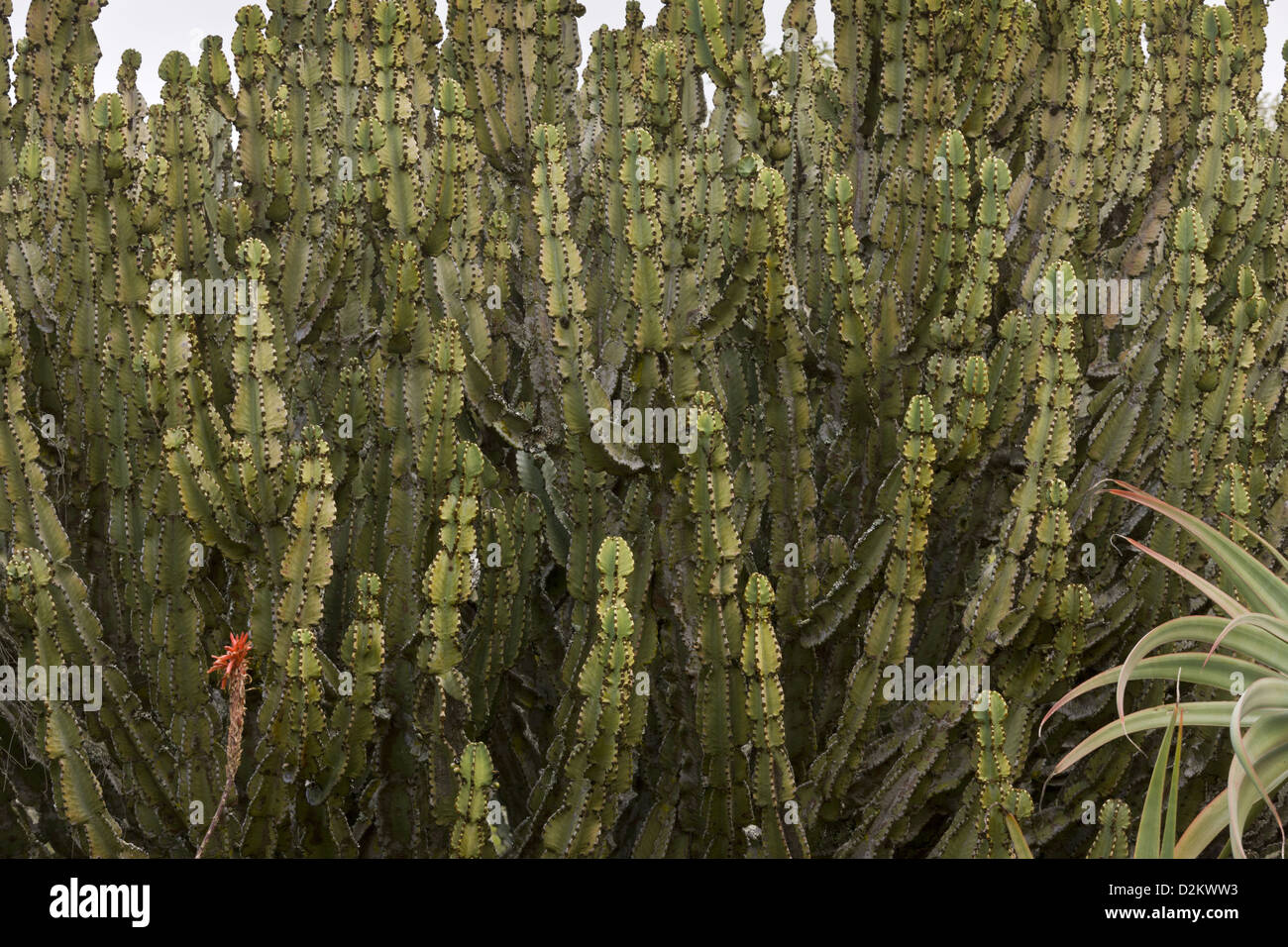 Candelabra Tree (Euphorbia ingens) close-up, South Africa Stock Photo