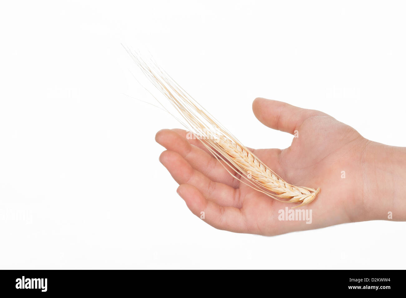 Hand holding ear of wheat (Triticum spp.) Stock Photo