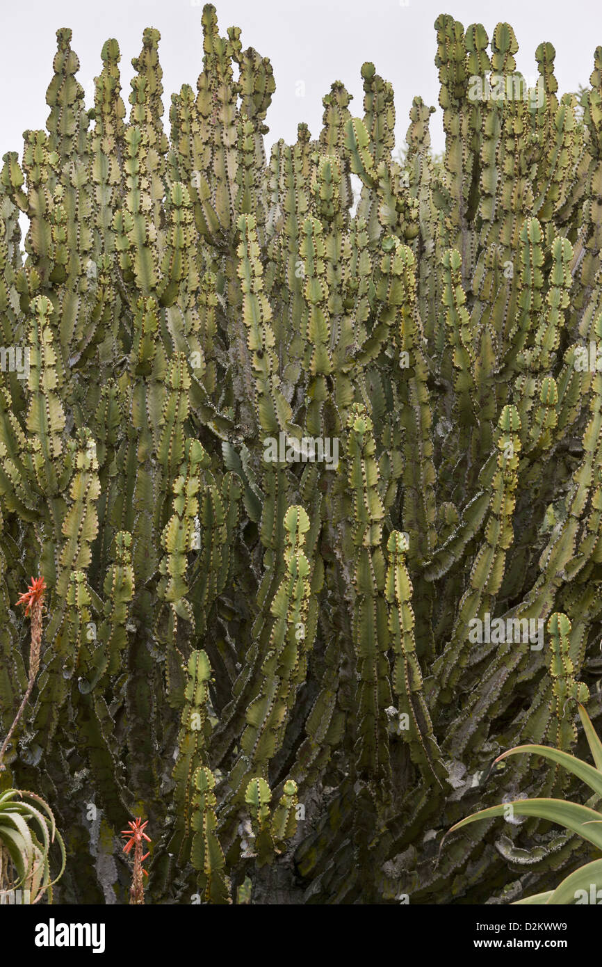 Candelabra Tree (Euphorbia ingens) closeup, South Africa Stock Photo