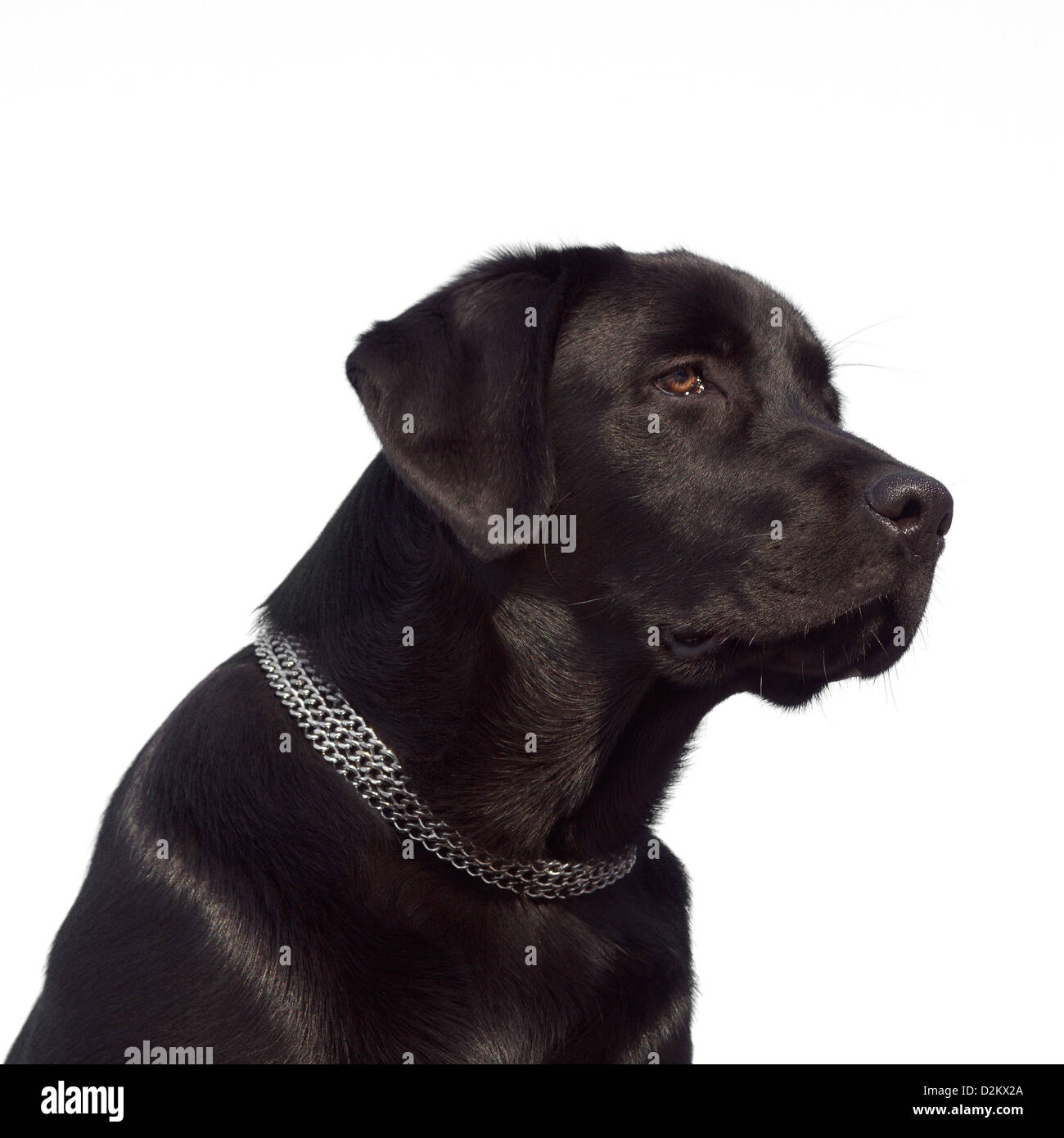 Black Labrador Retriever With Brown Eyes High Resolution Stock