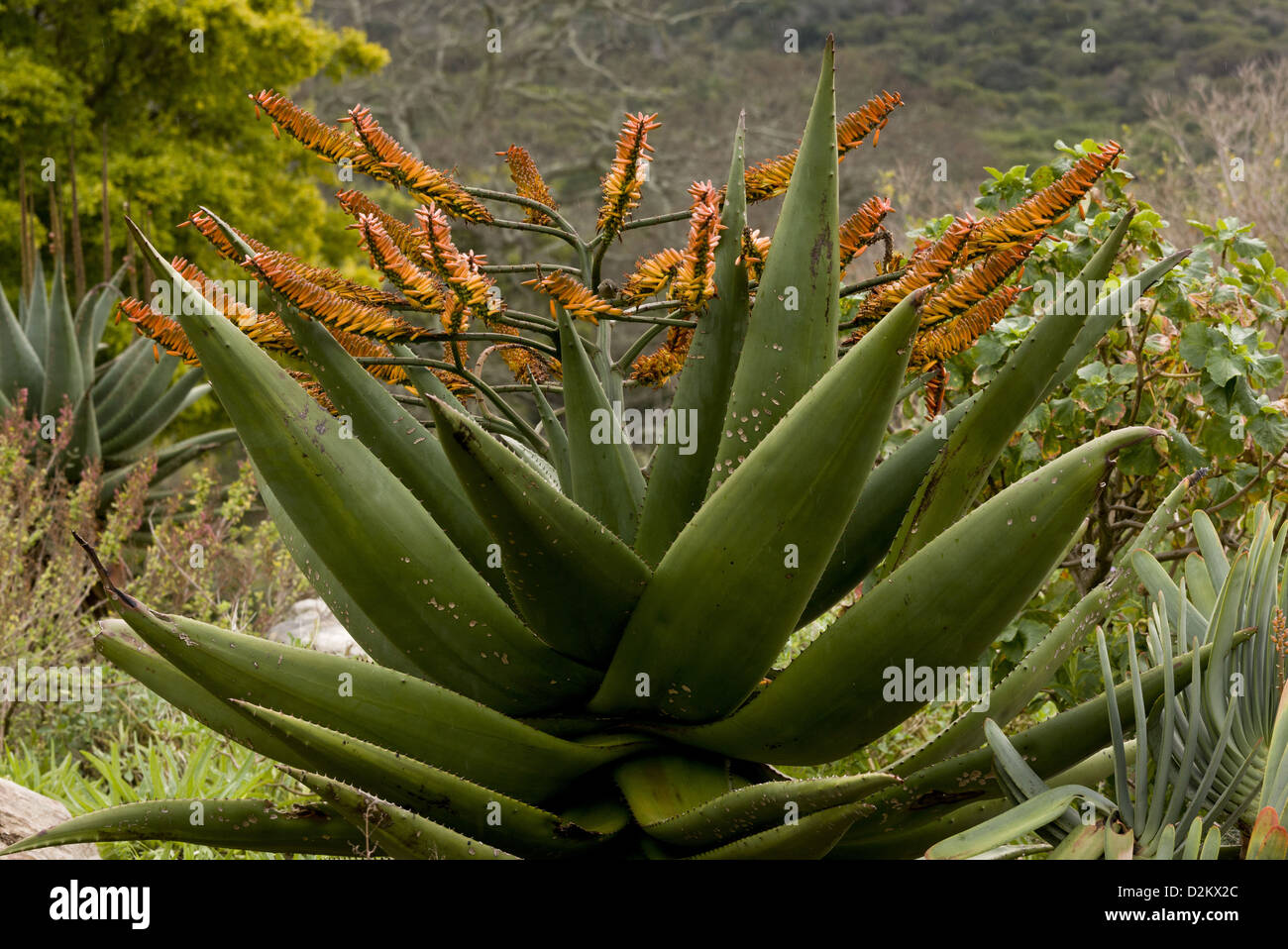 Mountain Aloe (Aloe marlothii) in scrub, South Africa Stock Photo