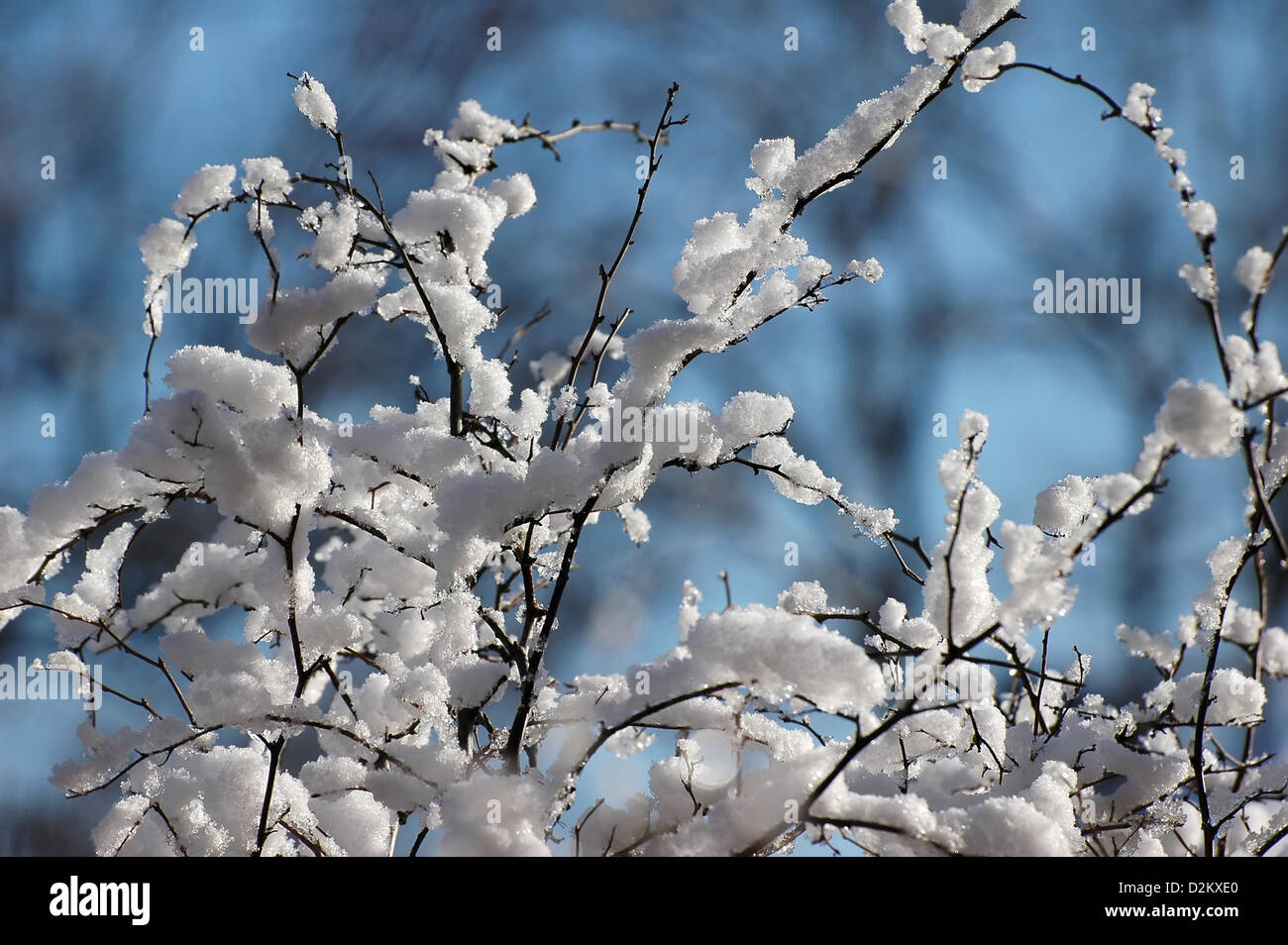 branches covered with snow at winter Stock Photo - Alamy