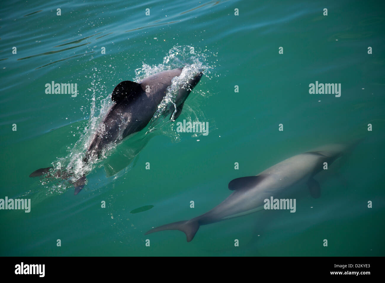 Tow Hector dolphins swimming in ocean along New Zealand coast Stock