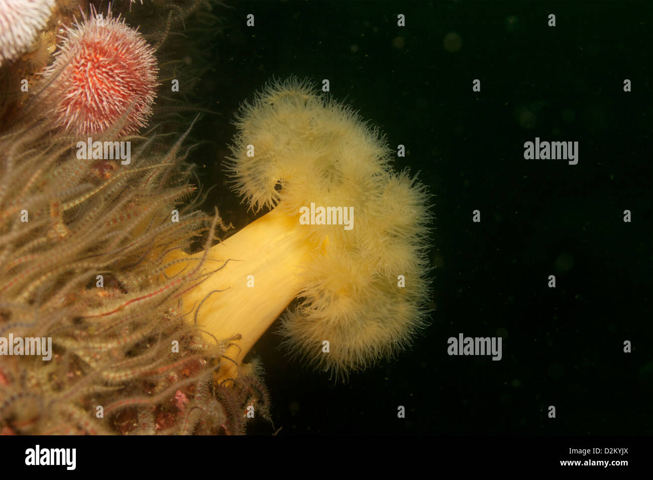 Plumose anemone - Metridium - photographed at St Abb's marine nature reserve Stock Photo