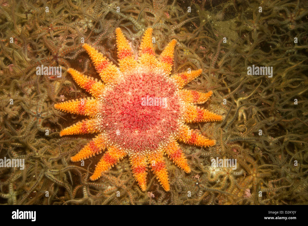 Sun starfish - echinoderms - photographed at St Abb's marine nature ...