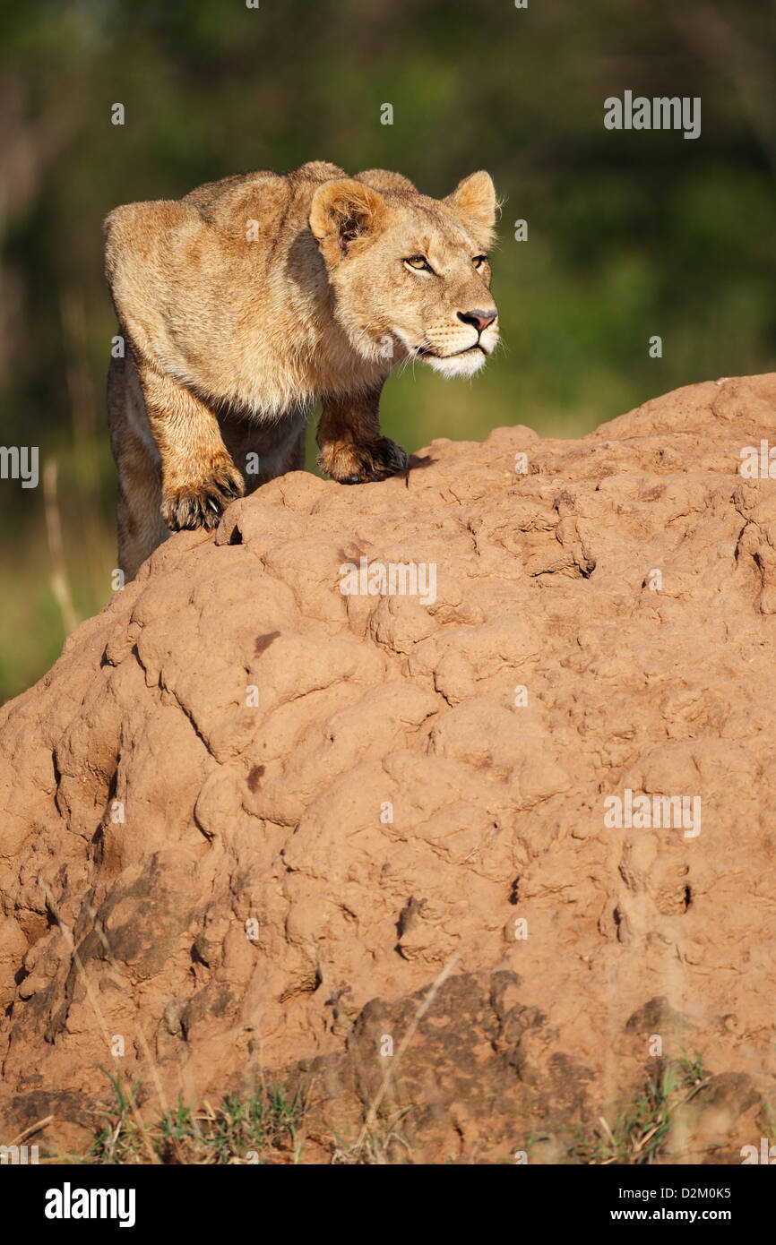 Young lion very alert, stalking, watching, on anthill, Masai Mara, Kenya Stock Photo