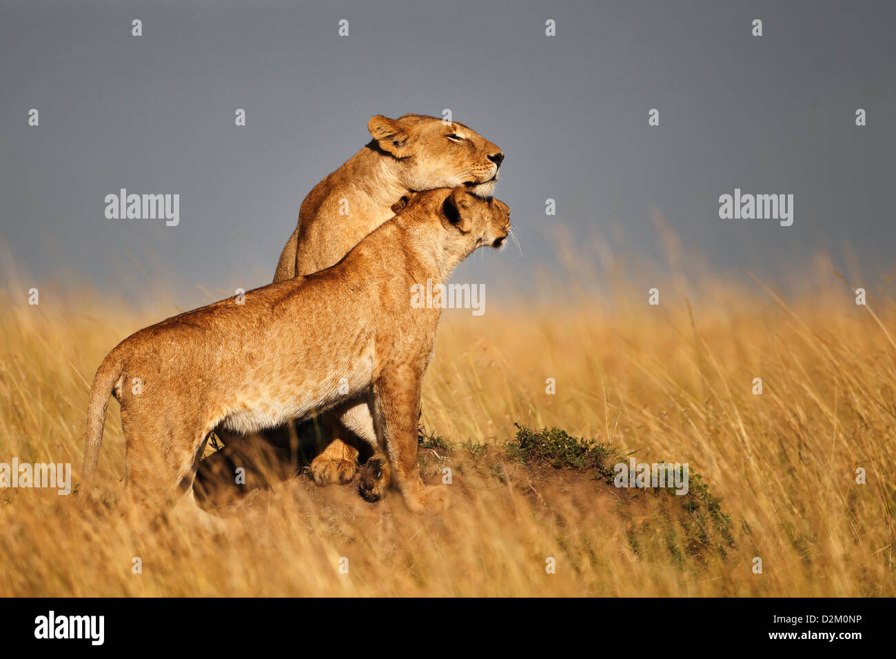 Two lions on anthill, Masai Mara, Kenya Stock Photo
