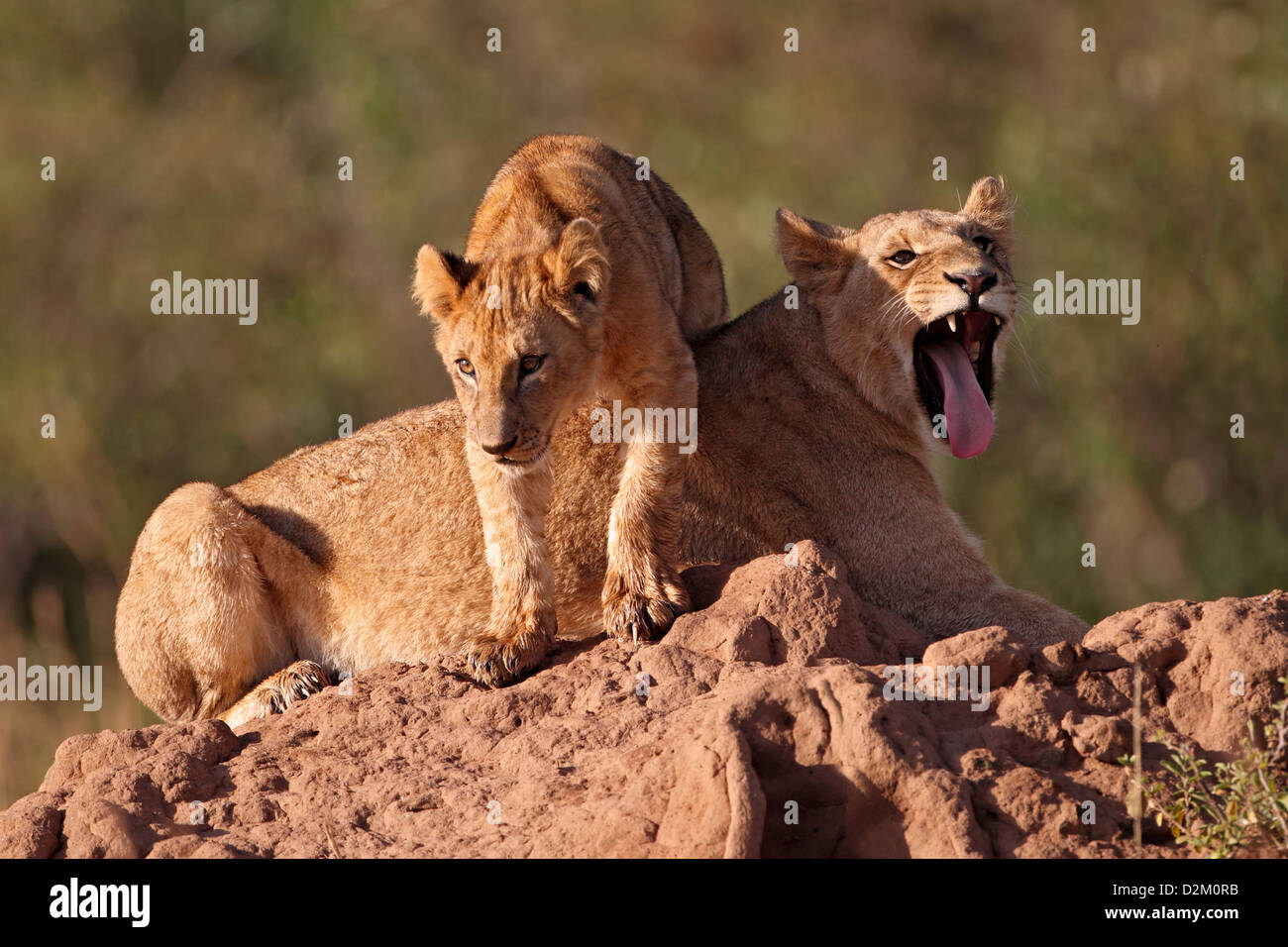 Two Lions on anthill yawning, Masai Mara, Kenya Stock Photo