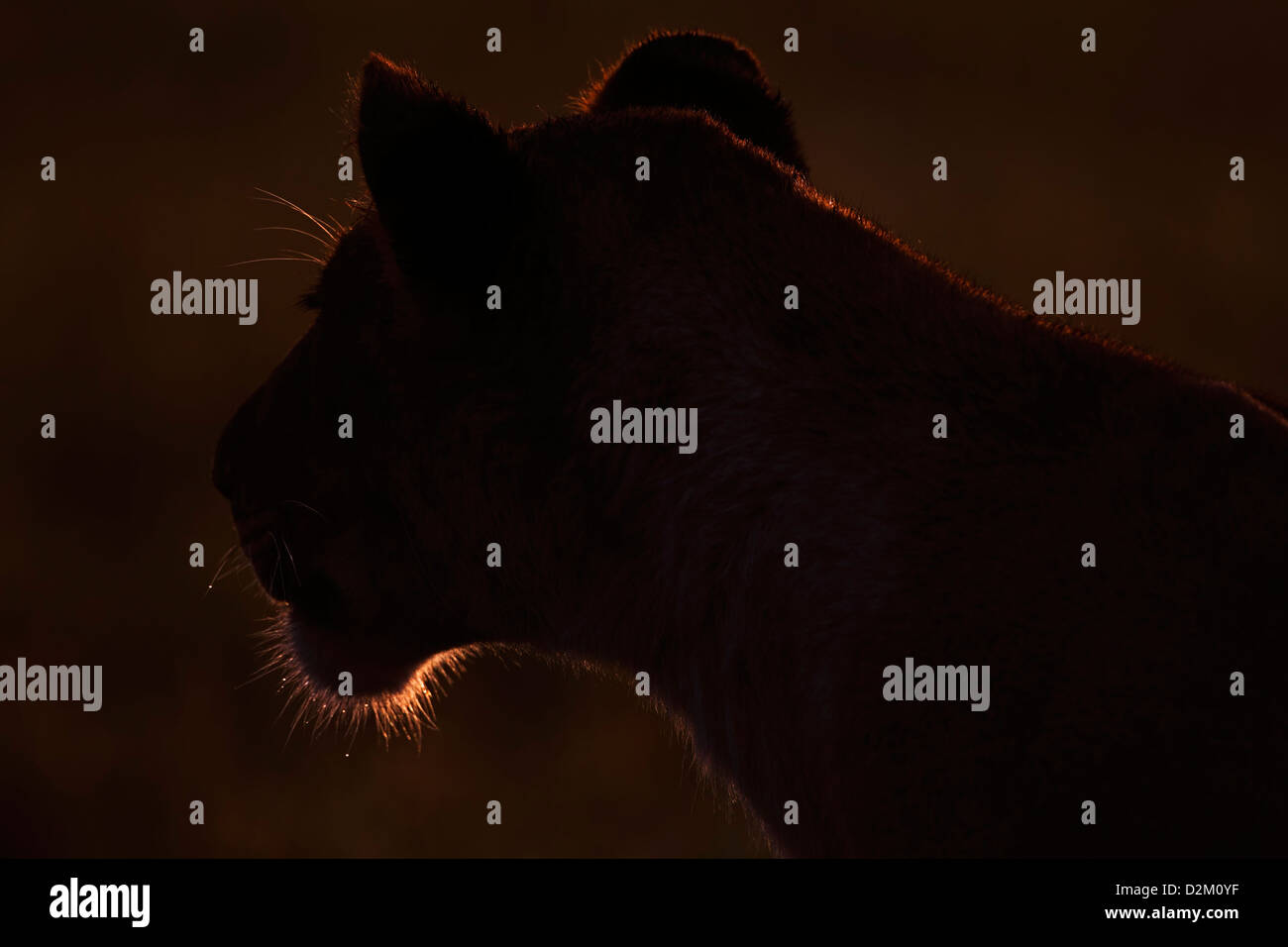 Masai mara lion sunset hi-res stock photography and images - Alamy
