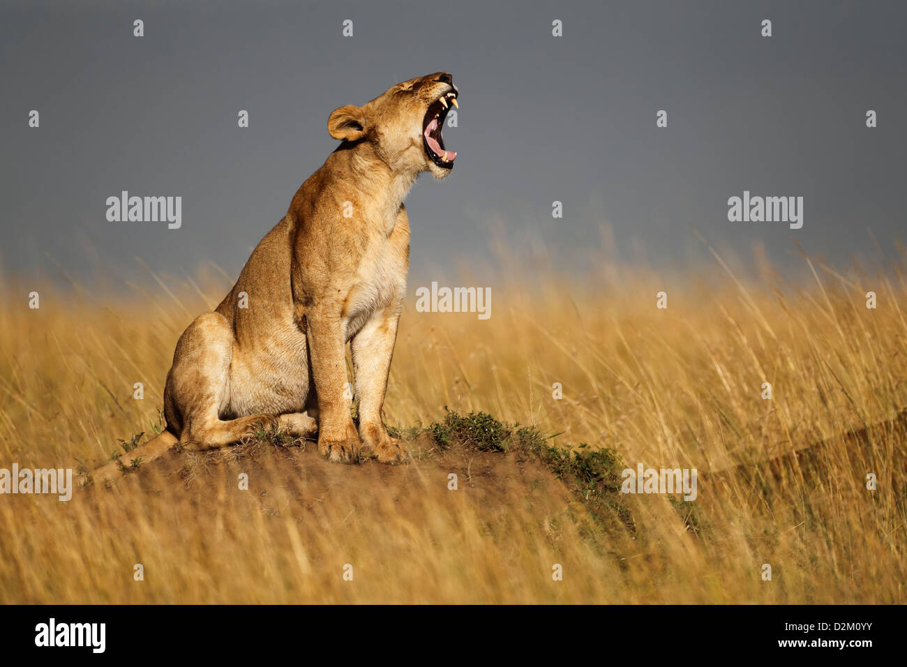 Lion on anthill yawning, Masai Mara, Kenya Stock Photo