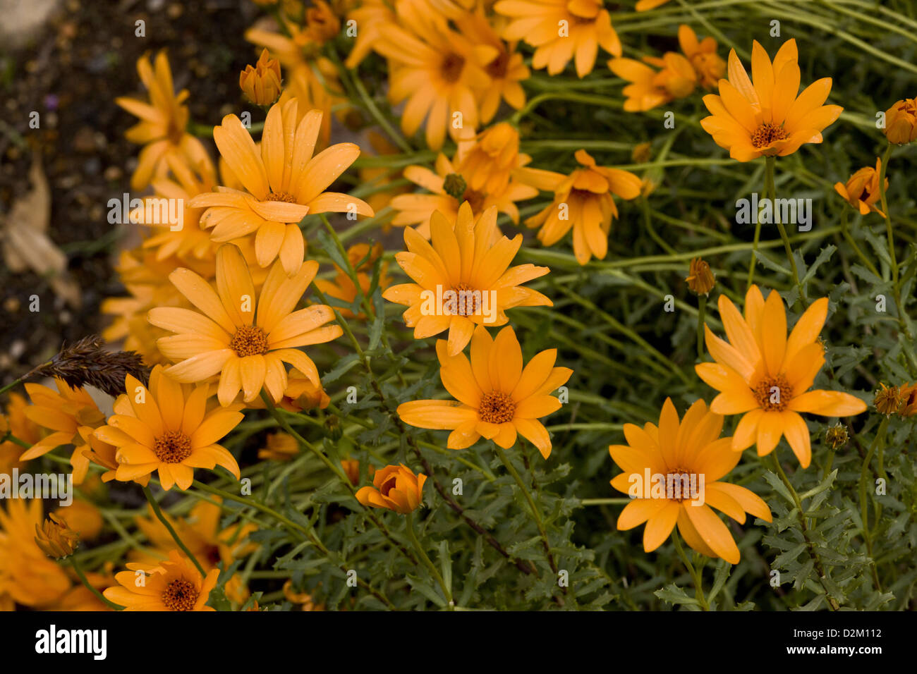 Rain flower (Dimorphotheca cuneata) a type of daisy, South Africa Stock Photo