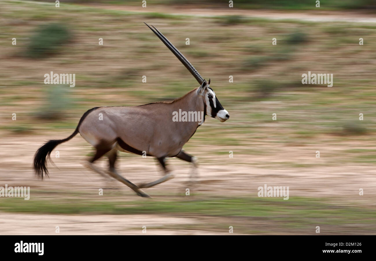 Gemsbok antelope (Oryx gazella) , Kalahari desert, South Africa, running, in full speed Stock Photo
