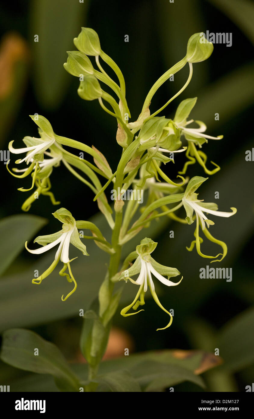 Green Wood-orchid, Bonatea speciosa in scrub, South Africa Stock Photo