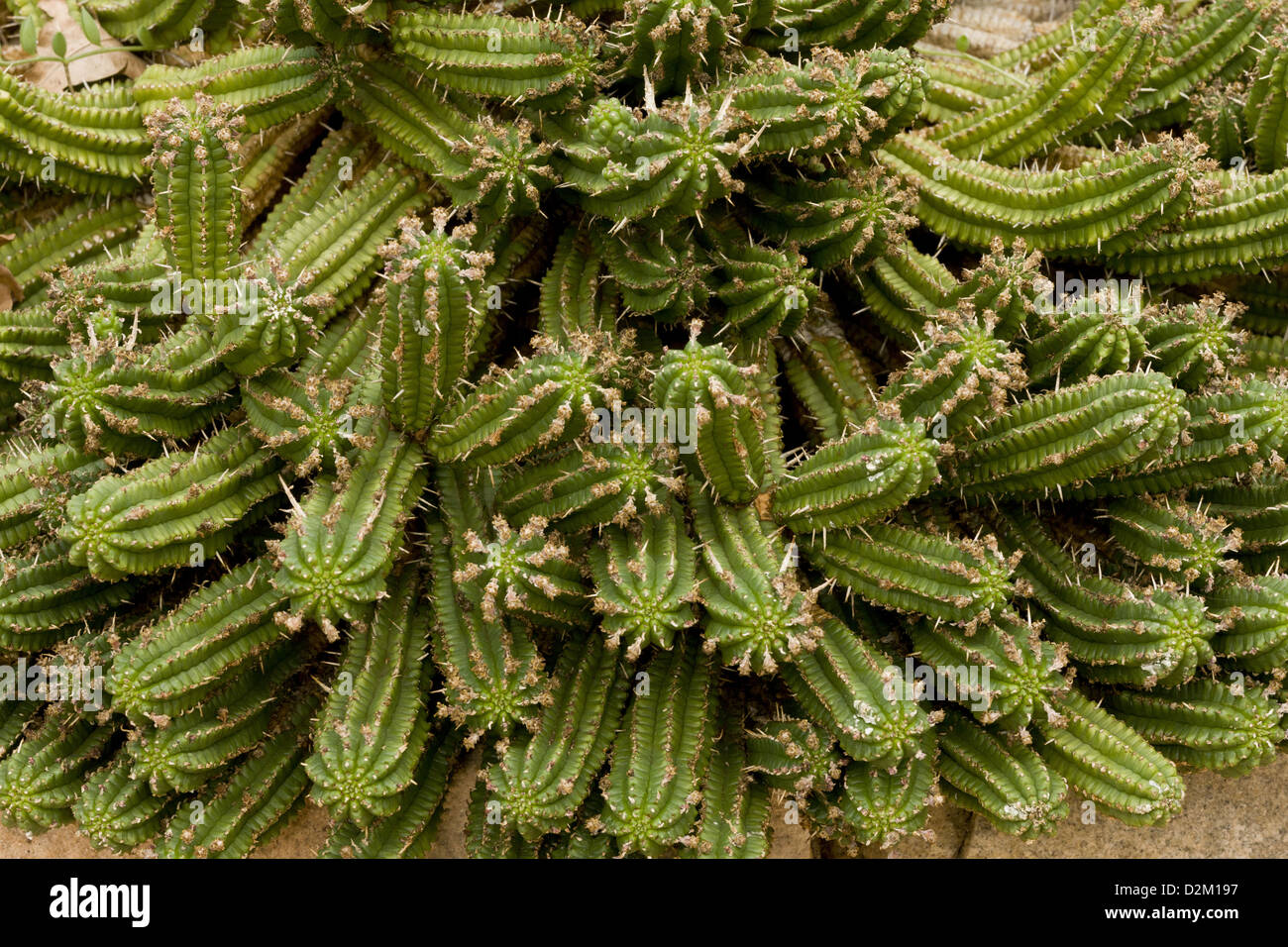 Corn cob Euphorbia (Euphorbia mammillaris) native succulent, close-up, South Africa Stock Photo