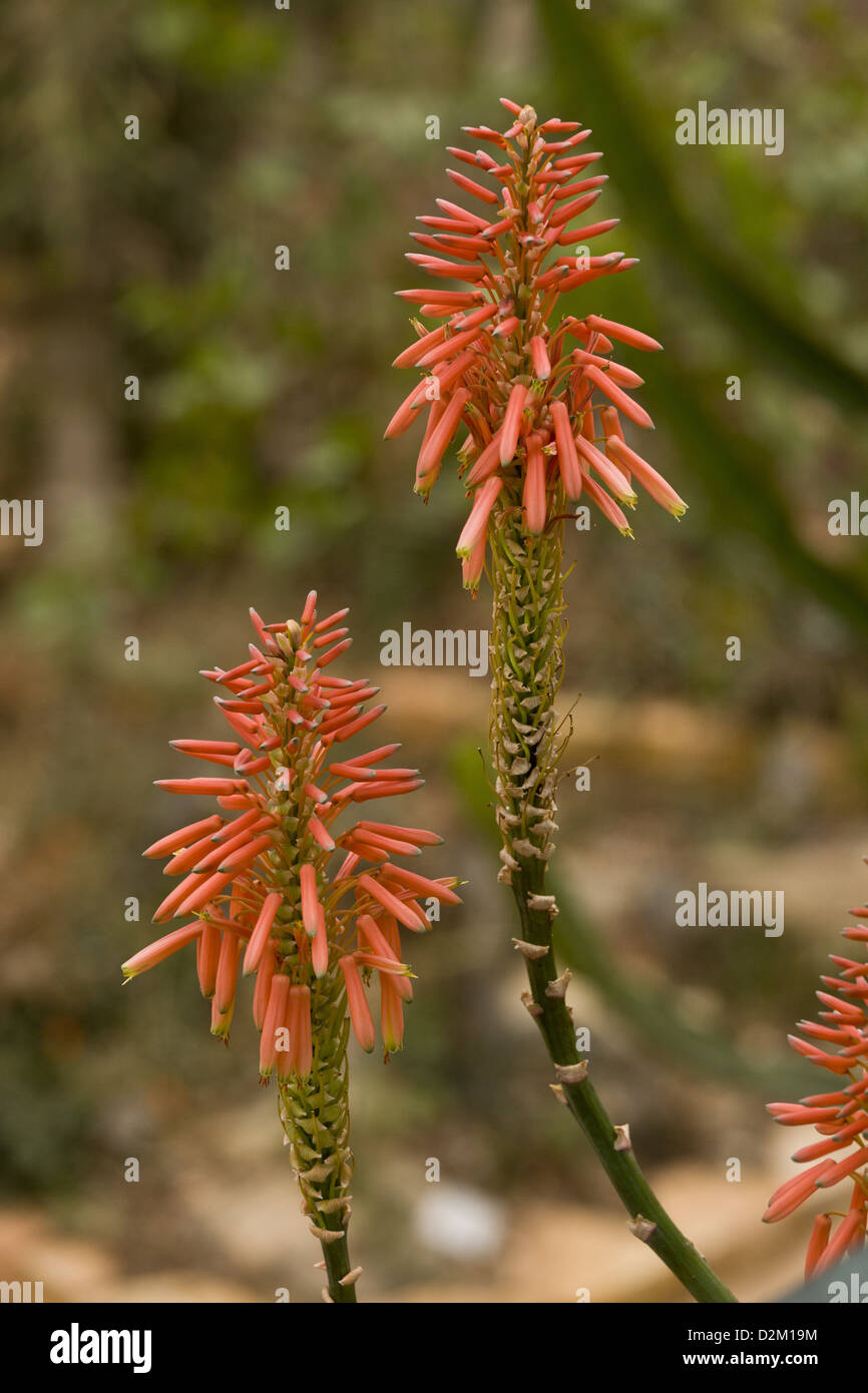 The Penge Aloe (Aloe hardyi) very rare endemic succulent from Olifant's valley, South Africa Stock Photo