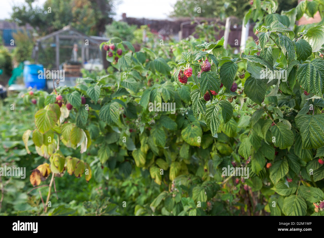 Raspberries growing in an allotment Stock Photo - Alamy