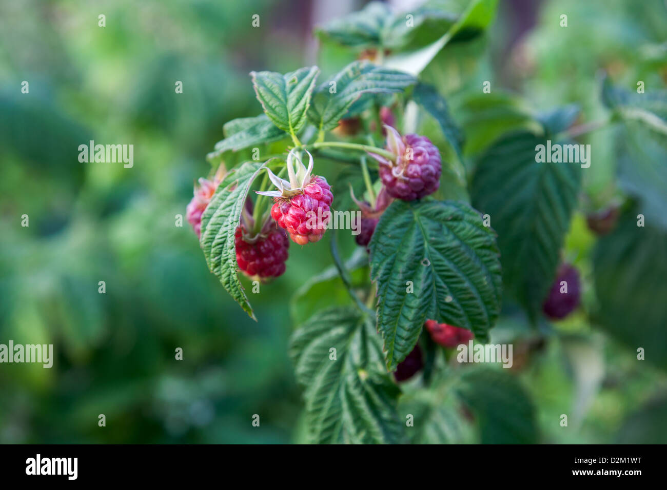 Raspberries growing in an allotment Stock Photo Alamy