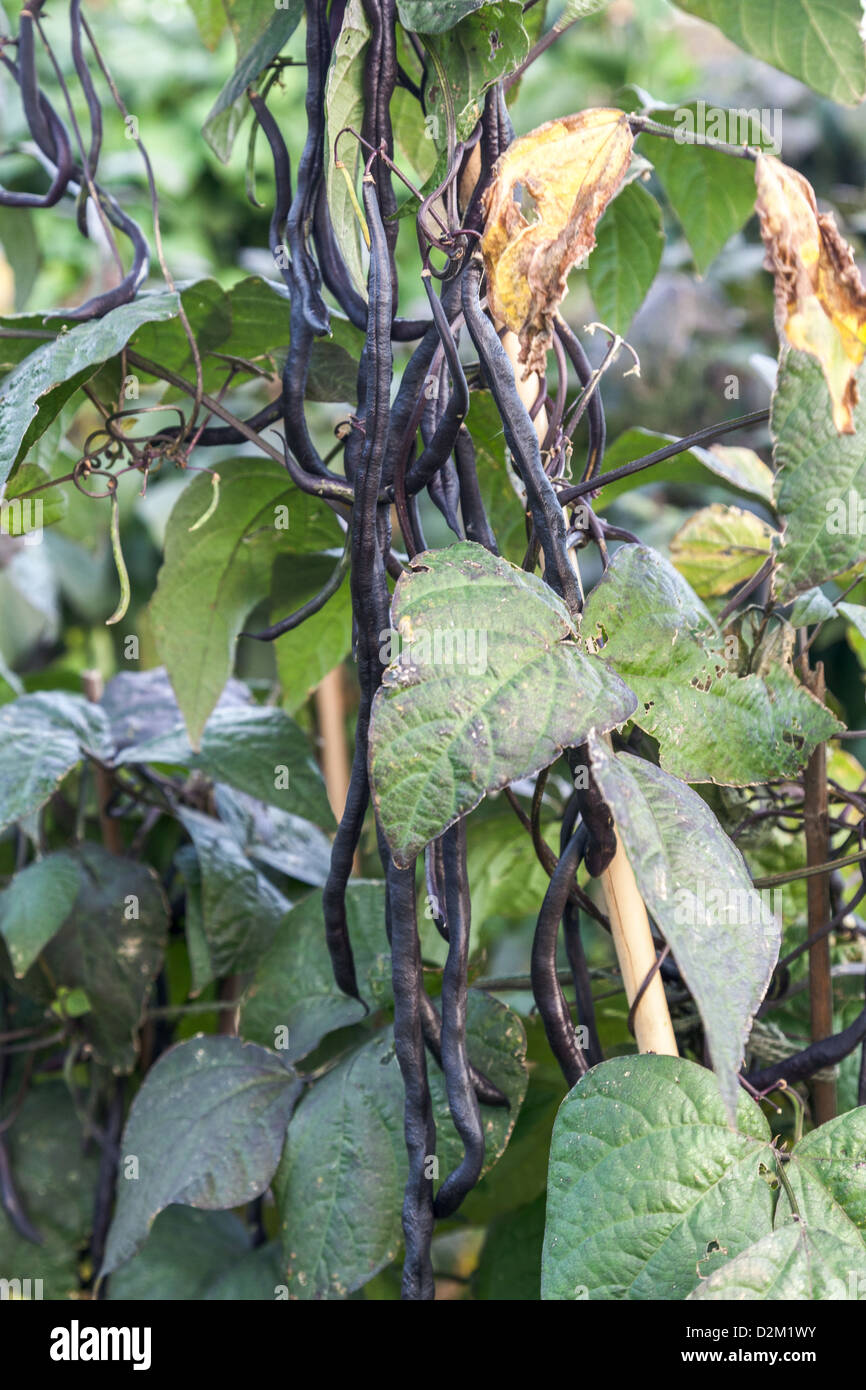 French climbing black beans growing on an allotment Stock Photo Alamy