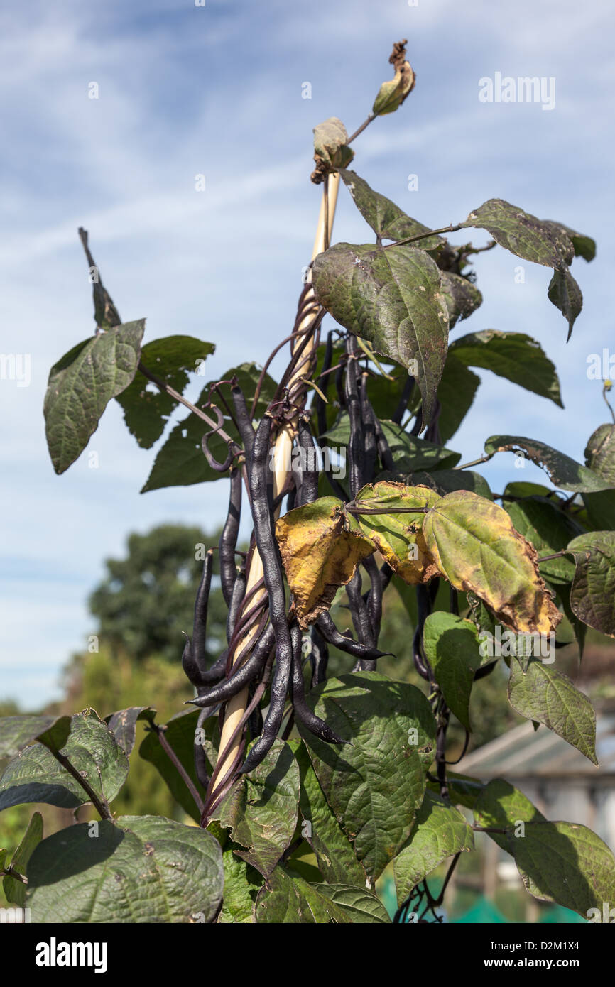 French climbing black beans growing on an allotment Stock Photo Alamy