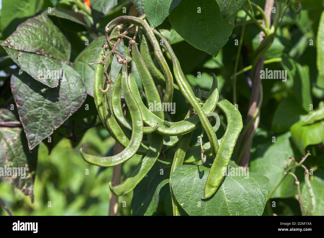 Runner beans growing on an allotment Stock Photo Alamy