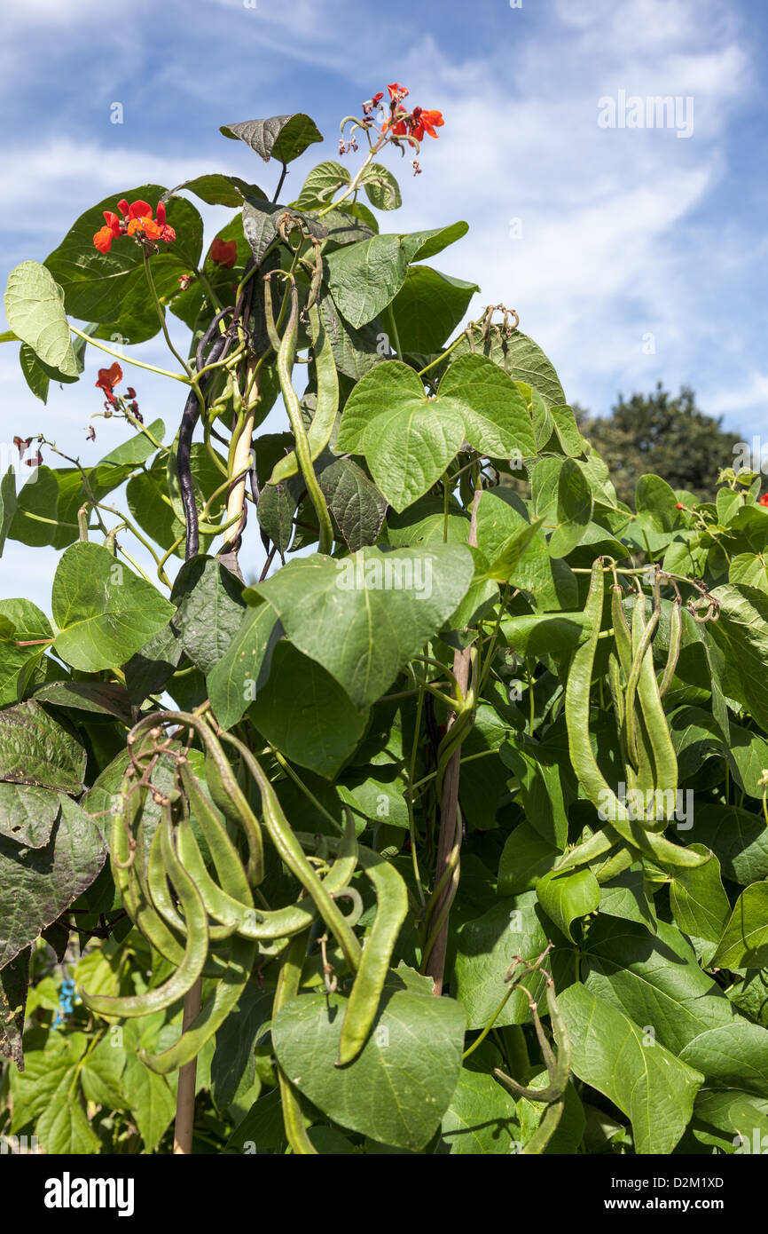 Runner beans growing on an allotment Stock Photo Alamy