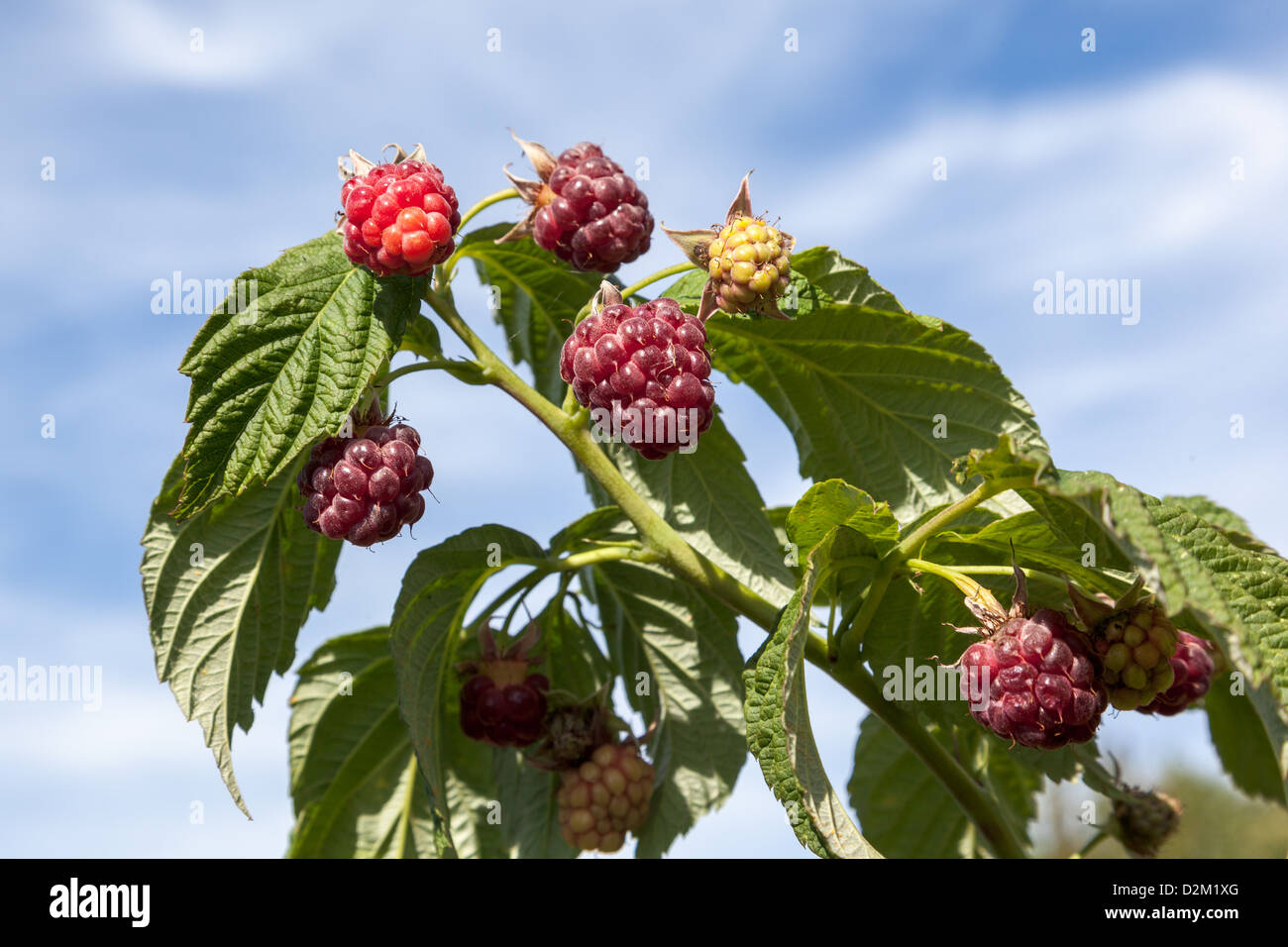 Raspberries growing in an allotment Stock Photo Alamy