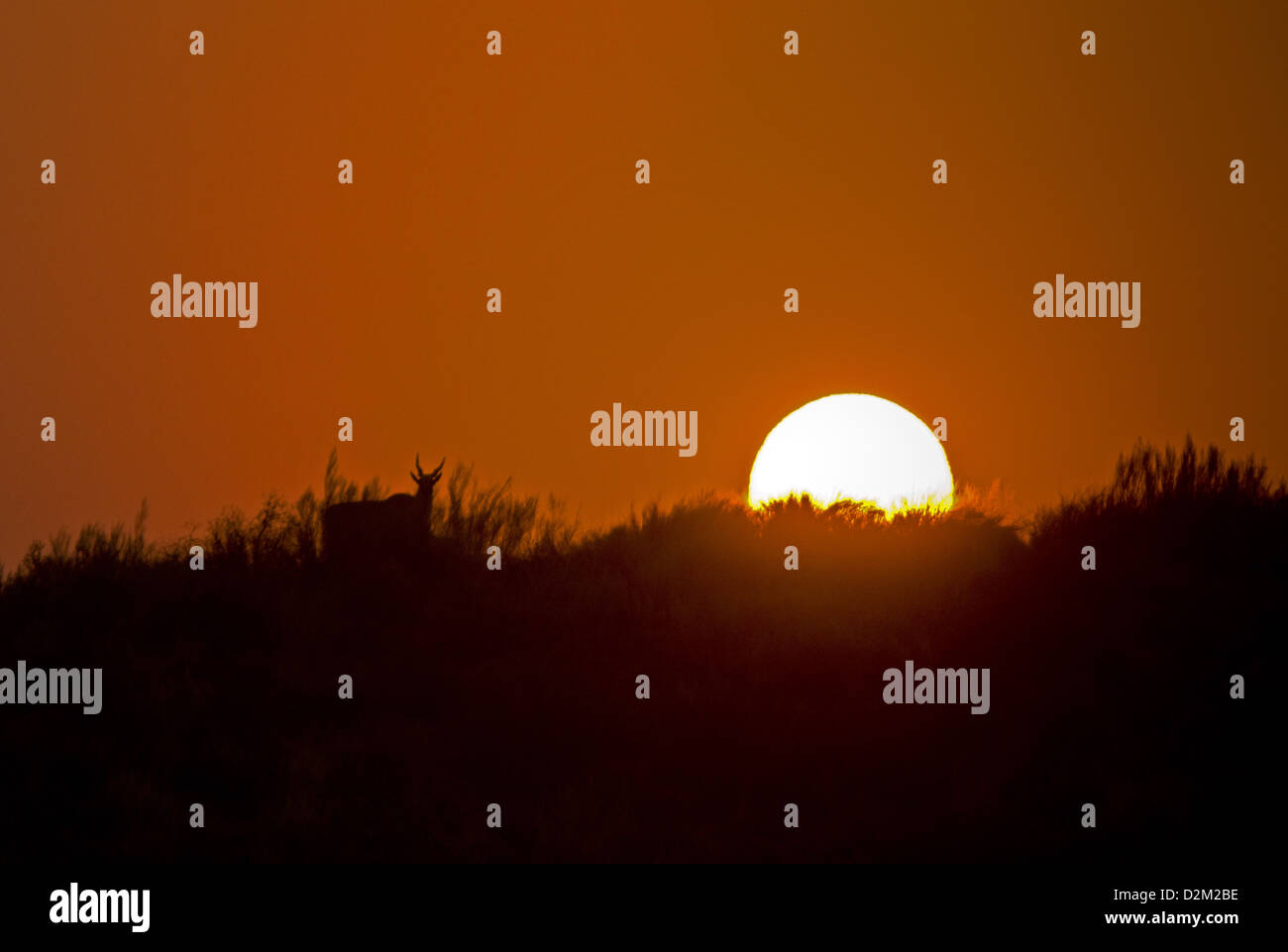 Sunrise and male Kudu, Kalahari desert, South Africa Stock Photo