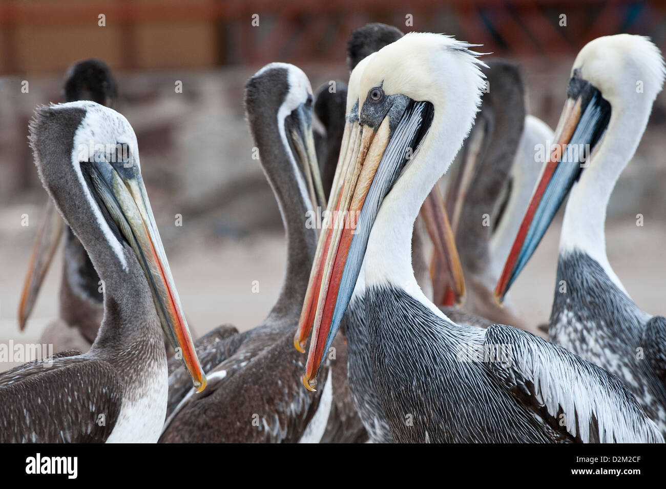 Peruvian Pelican (Pelecanus thagus) adult group near threatened Pan de Azúcar National Park Atacama Chile South America Stock Photo