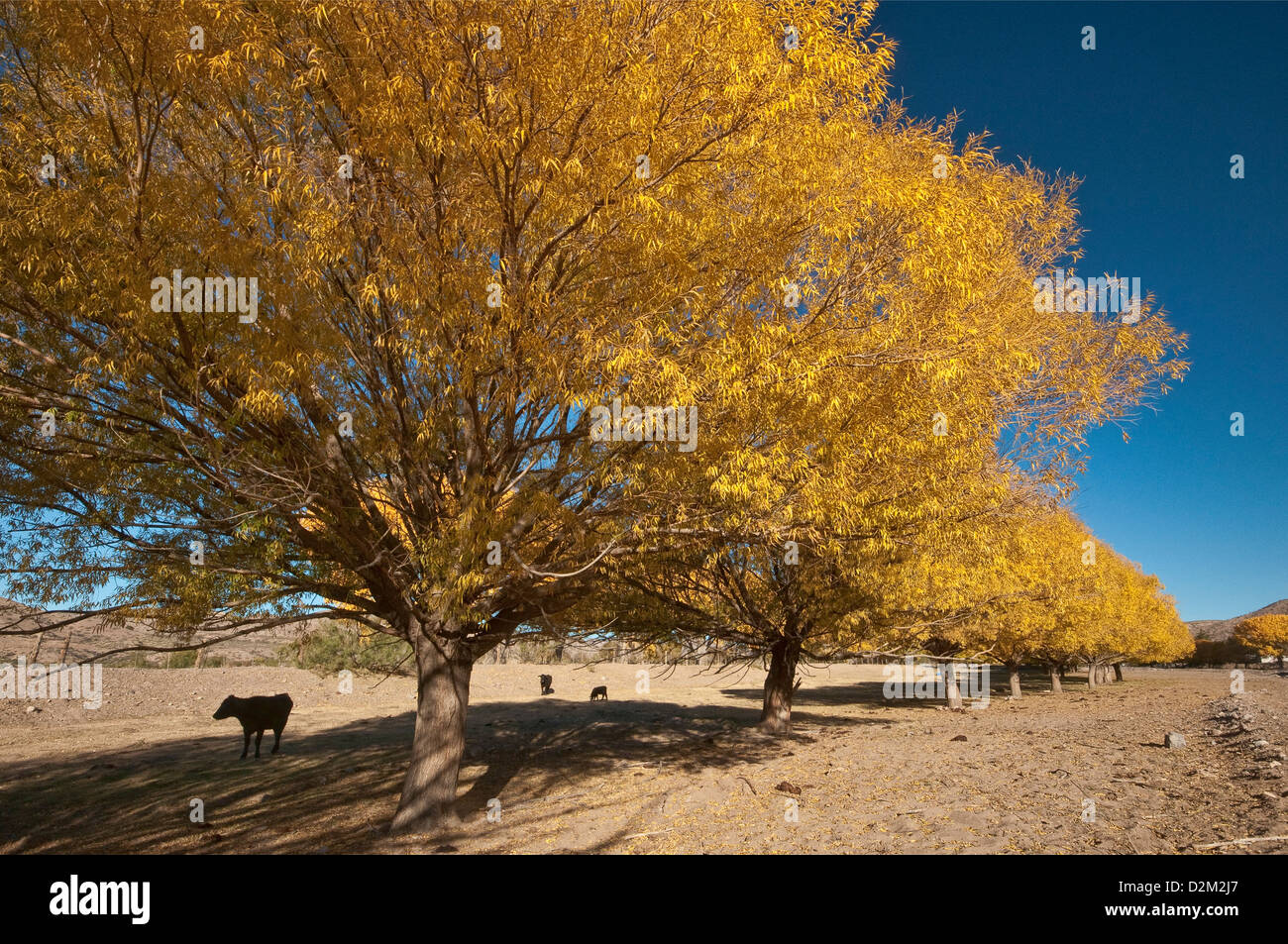 Cottonwood trees in autumn, over dry Alamosa Creek, in Monticello, Geronimo Trail, New Mexico, USA Stock Photo