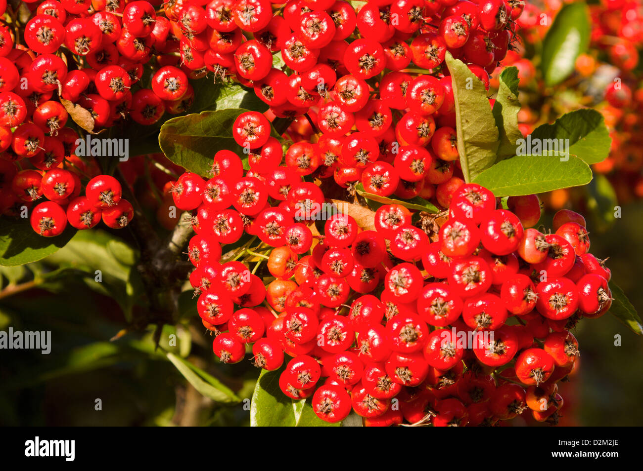 Pyracantha or firethorn berries Stock Photo