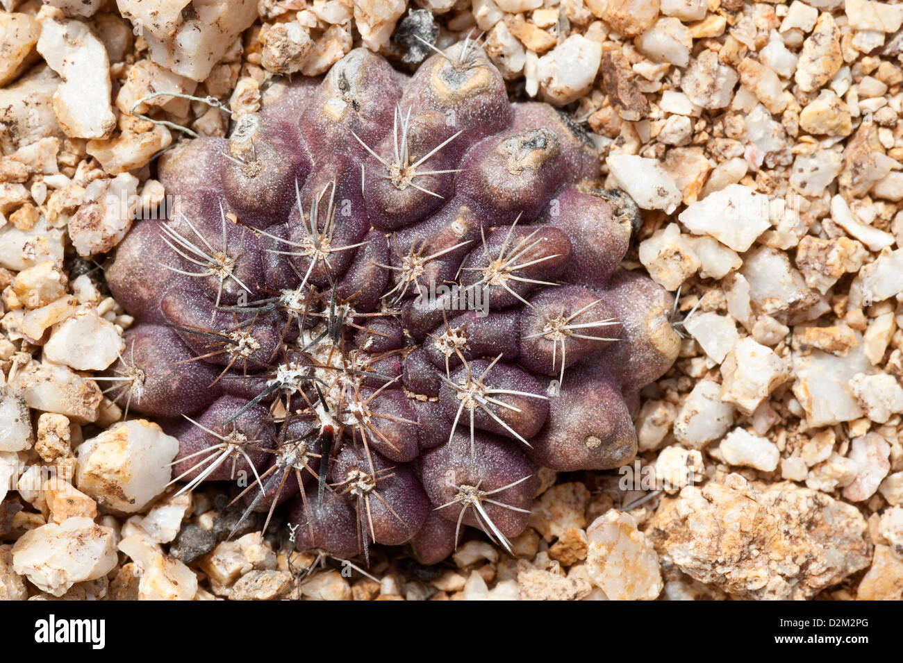Humildito (Copiapoa humilis) cactus grows on high slopes and hill tops, where is permanent fog Park National Pan de Azucar Chile Stock Photo