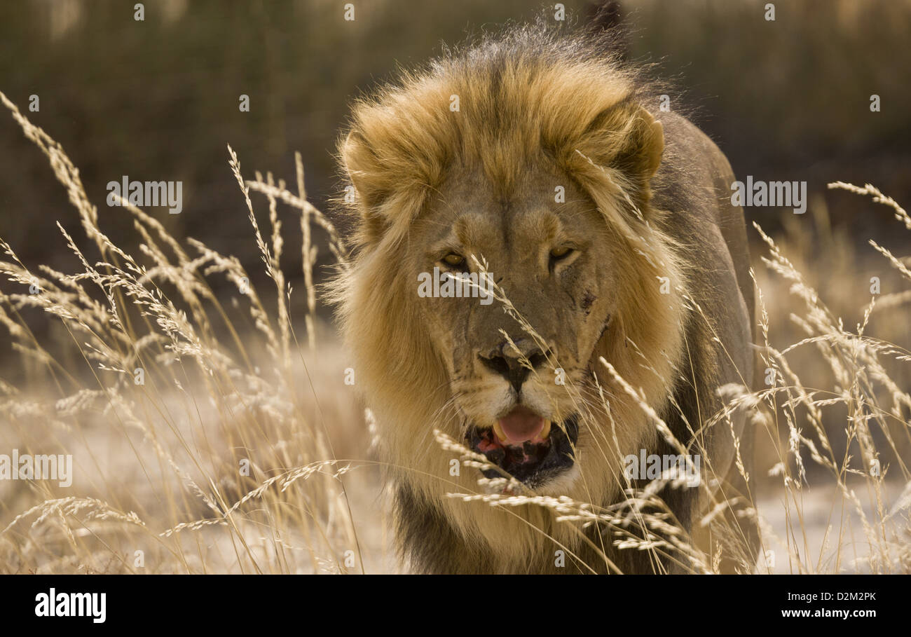Male Kalahari Lion (Panthera leo) Kalahari Desert, South Africa Stock Photo
