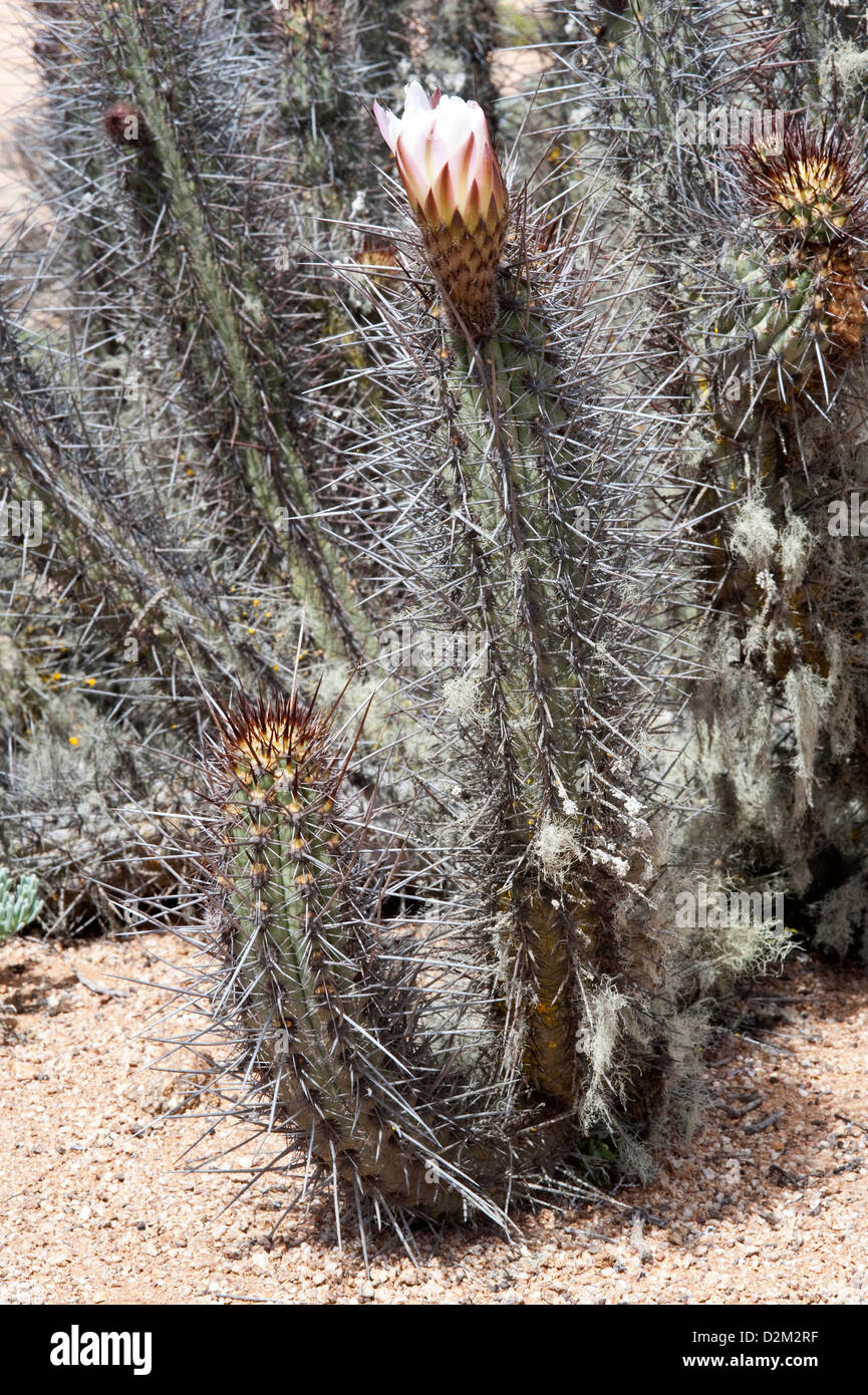 Cactus in flower Las Lomitas Park National Pan de Azucar Atacama El Norte Chico Chile South America Stock Photo