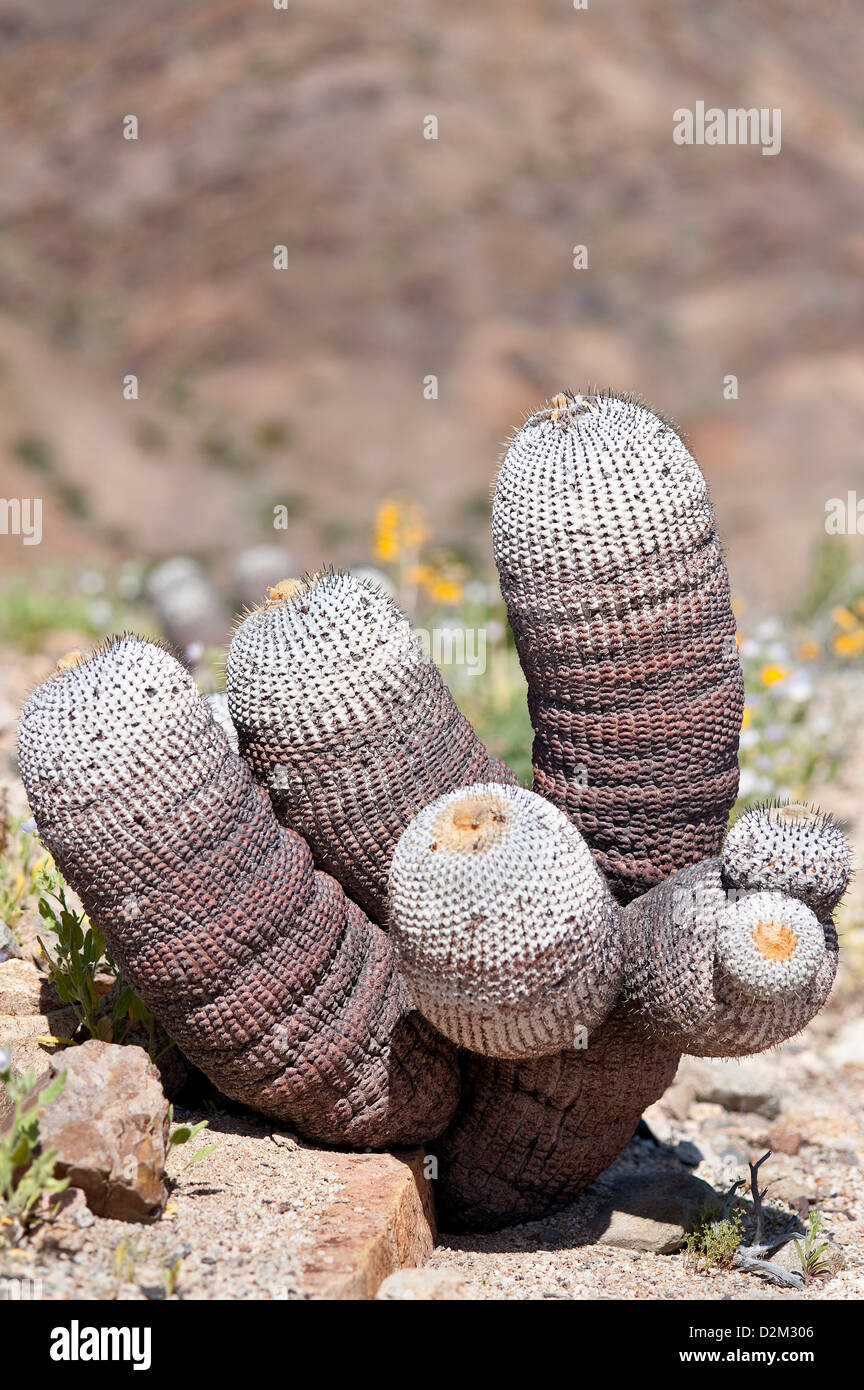 Copiapoa (Copiapoa cinerea ssp. columna alba) cactus growing in desert