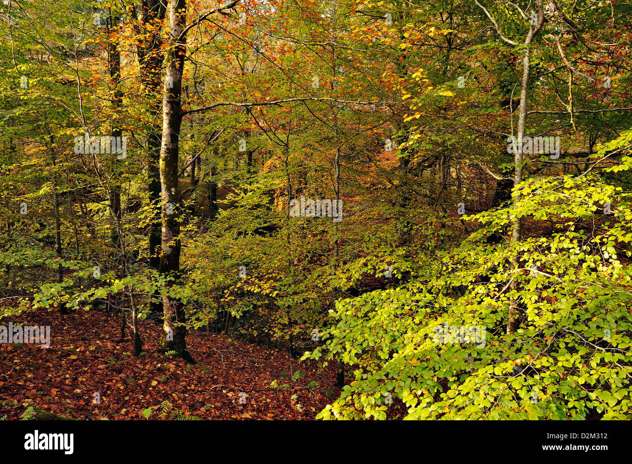 Autumn fall colour in broad-leaved woodlands in Scotland Stock Photo