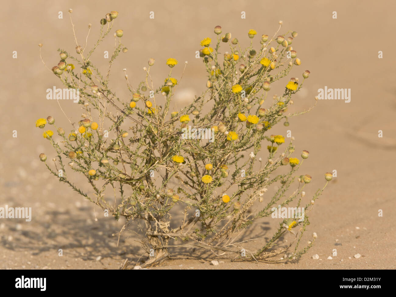 An uncommon yellow daisy, Nolletia arenosa, on the Kalahari Dunes at Nossop, South Africa Stock Photo