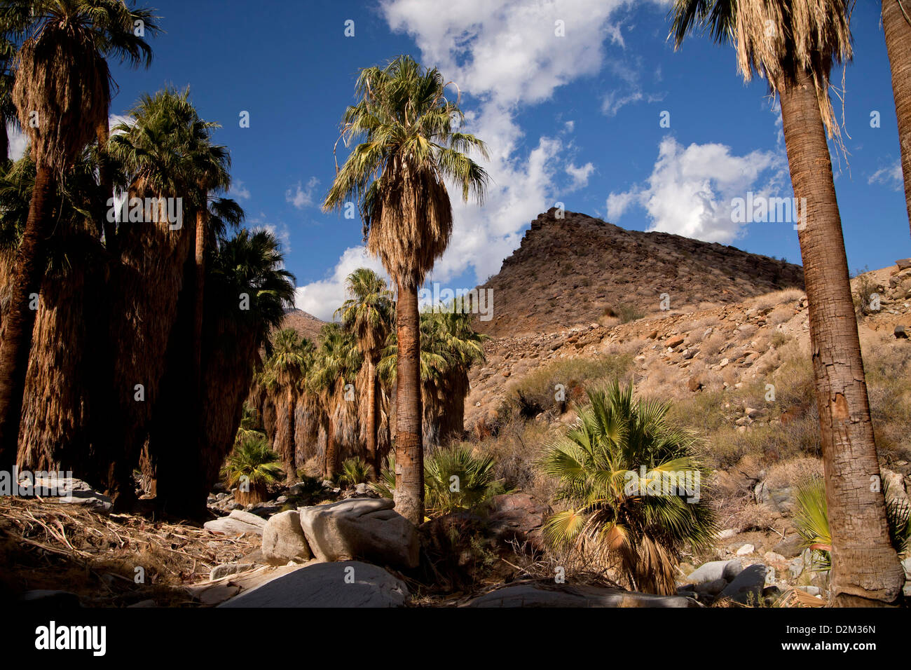 California Fan palm trees at Palm Canyon, Palm Springs, California, United States of America, USA Stock Photo