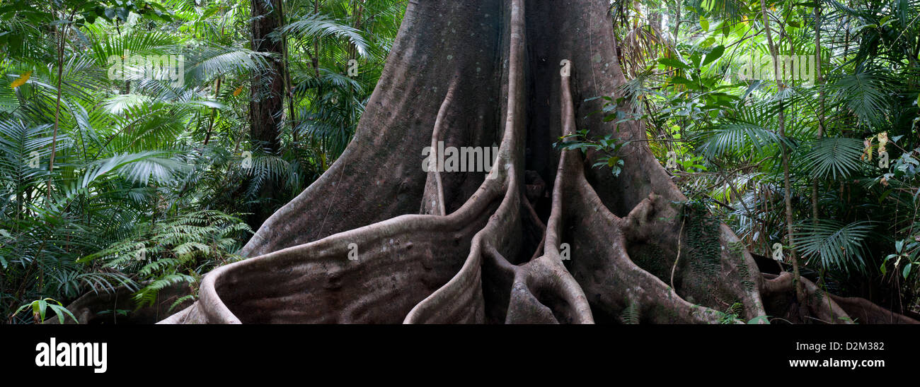 Jungle Giant Stock Photo