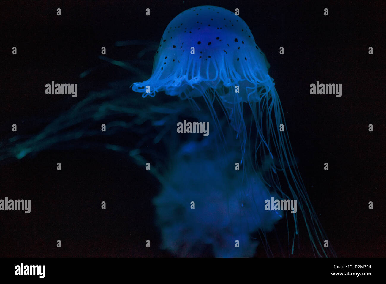 Two blue Jellyfish swimming in fish tank Stock Photo - Alamy