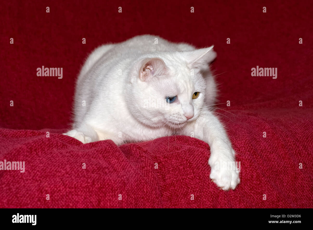 White cat with different coloured eyes taken against a reddish pink background with paw hanging down Stock Photo