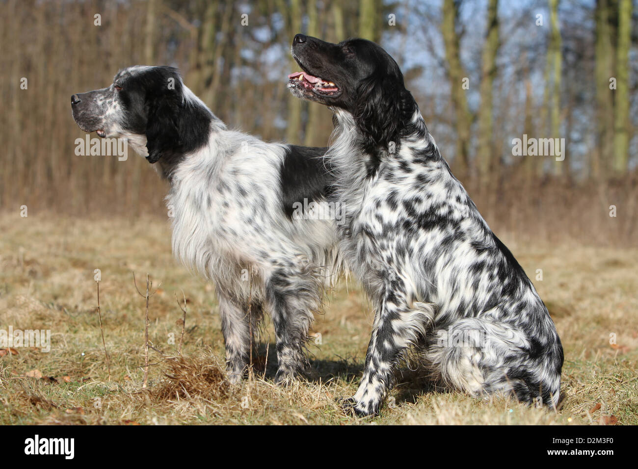 Dog English Setter two adults (blue Belton) in a meadow Stock Photo - Alamy
