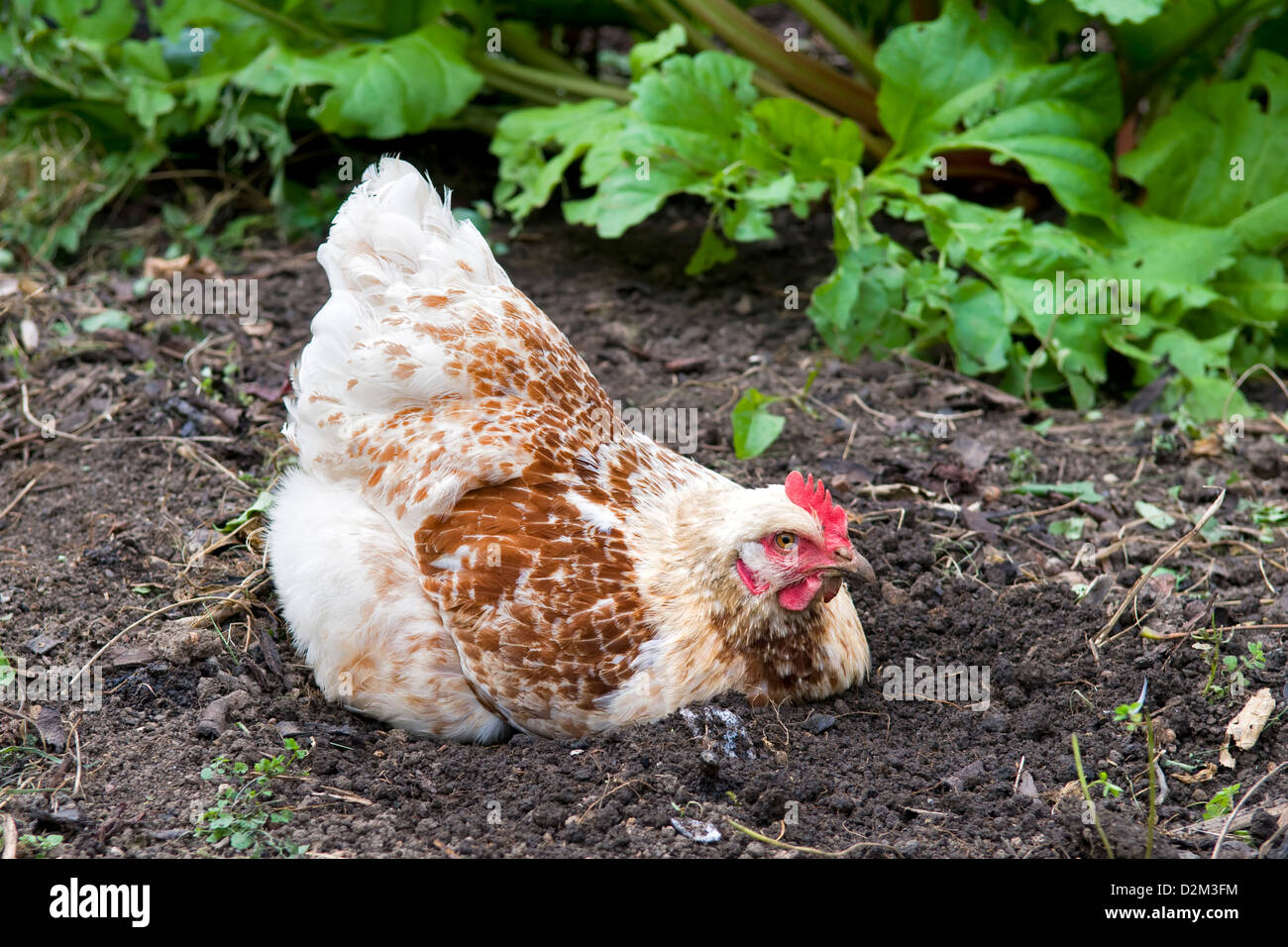 Picture of a brown amber pullet, or chicken sitting in dirt about to have a mud bath with rhubarb plants behind Stock Photo