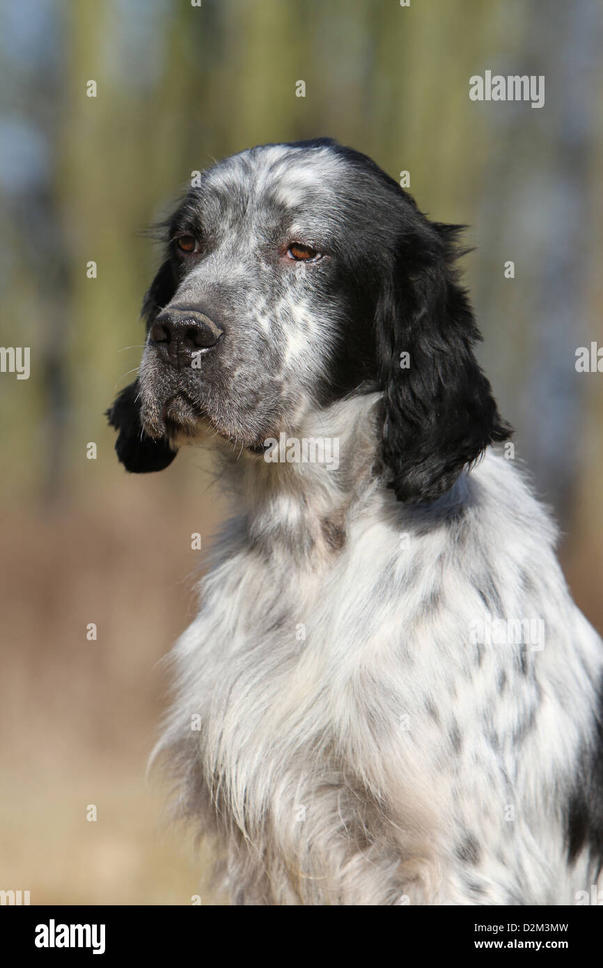 Dog English Setter  adult (blue Belton) portrait profile Stock Photo